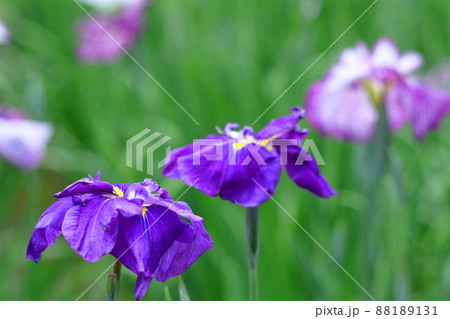 凛として優雅に咲く 88189131