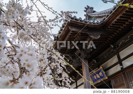 春の行福寺、満開のしだれ桜〈愛知県豊田市〉 88190008
