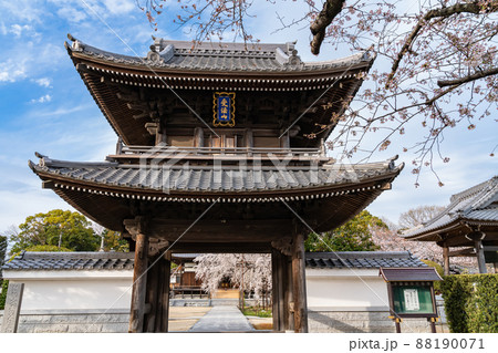 春の行福寺、満開のしだれ桜〈愛知県豊田市〉 88190071