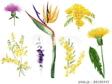 Watercolor flowers and leaves element collection 88190445