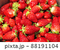 たくさんのイチゴ 88191104