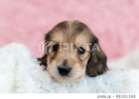 仔犬 カニンヘンダックスフンド 仔犬 カニンヘンダックスフンド 88191168
