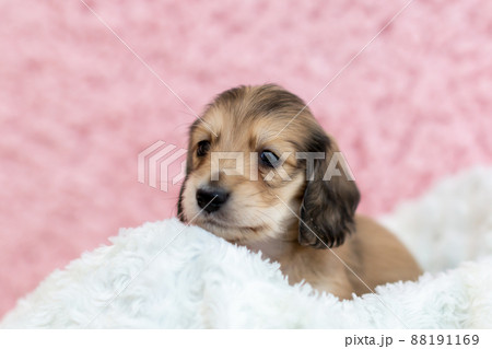 仔犬 カニンヘンダックスフンド 仔犬 カニンヘンダックスフンド 88191169