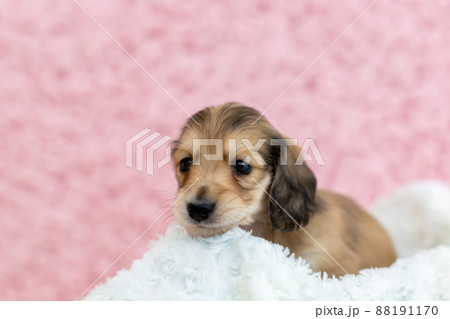 仔犬 カニンヘンダックスフンド 仔犬 カニンヘンダックスフンド 88191170