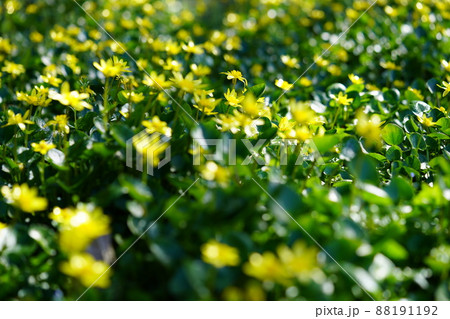 春の野の花・ヒメリュウキンカ 88191192