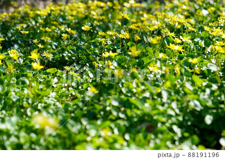 春の野の花・ヒメリュウキンカ 88191196