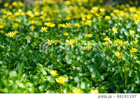 春の野の花・ヒメリュウキンカ 88191197
