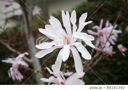 ピンクのこぶしの花 ピンクのこぶしの花 88191392