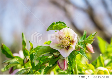 花壇のクリスマスローズ 88192816