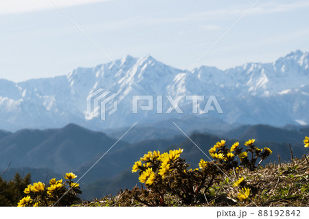 雪をいただく北アルプスを背に春の訪れを告げる花 福寿草 雪をいただく北アルプスを背に春の訪れを告げる花 福寿草 88192842