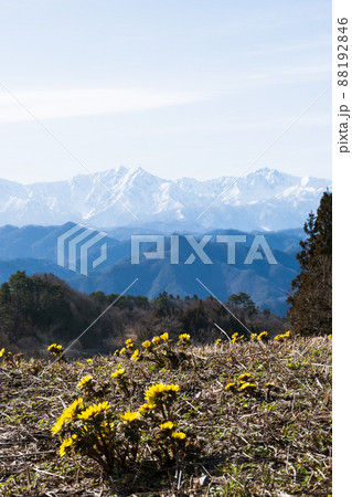 雪をいただく北アルプスを背に春の訪れを告げる花 福寿草 88192846