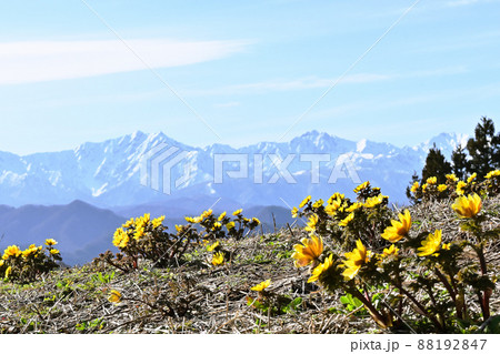雪をいただく北アルプスを背に春の訪れを告げる花 福寿草 88192847