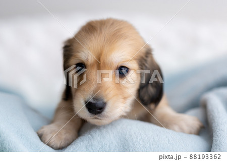 仔犬 カニンヘンダックスフンド 仔犬 カニンヘンダックスフンド 88193362