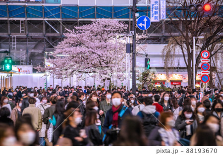 日本の東京都市景観 解除されたまん延防止（6波が続く中で）…再び増加へ…渋谷の桜が満開…＝3月29日 88193670