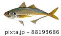 魚　マアジ　リアル　単体 88193686