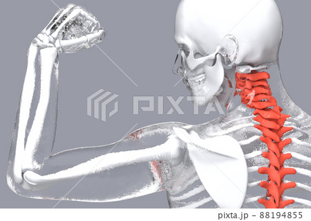Human skeleton with highlighted spine. 3D illustration Human skeleton with highlighted spine. 3D illustration 88194855