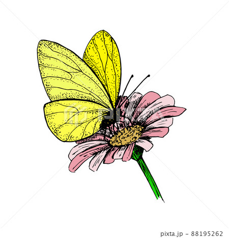 Premium Photo | Butterfly sitting on flower coloring page for kids