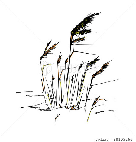 Grass and dry plants. Hand-drawn sketch. Vector illustration. Grass and dry plants. Hand-drawn sketch. Vector illustration. 88195266