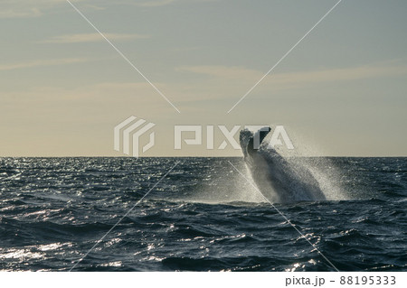 humpback whale breaching in cabo san lucas mexico 88195333