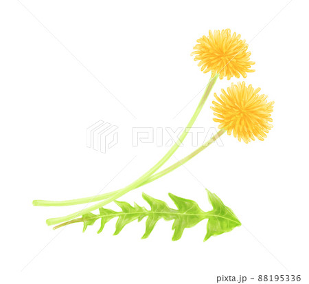デジタル水彩で描いたタンポポのフレーム 88195336