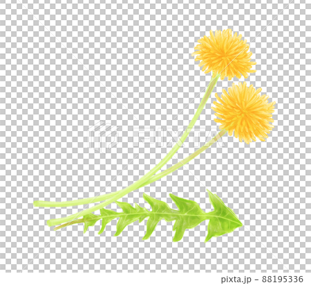 デジタル水彩で描いたタンポポのフレーム 88195336