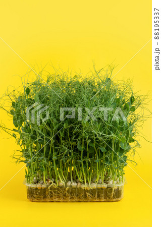 Juicy young shoots of micro-green peas close-up on a yellow background. Production of environmentally friendly vitamin nutrition 88195337