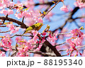 メジロと河津桜 88195340