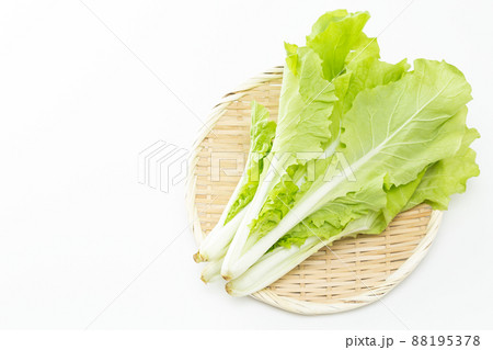 山東菜　白バック 88195378