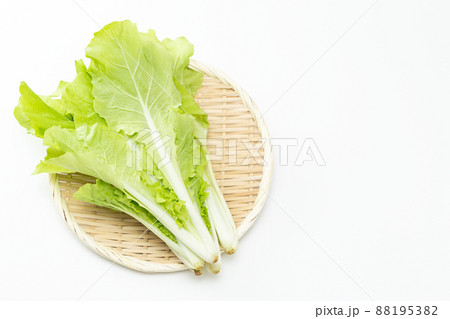 山東菜　白バック 88195382