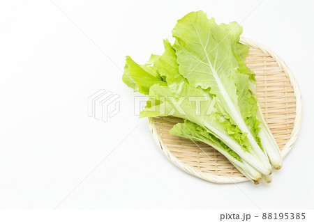 山東菜　白バック 88195385