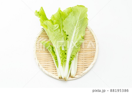 山東菜　白バック 88195386