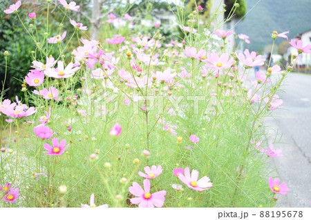 道端に咲く秋の彩り 道端に咲く秋の彩り 88195678