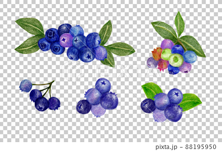 How to Draw Blueberries Step by Step - EasyLineDrawing