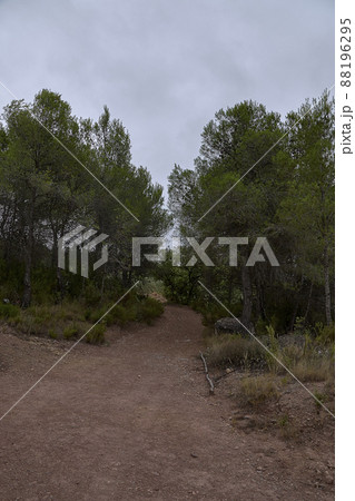 Dirt road in the forest among the pines Dirt road in the forest among the pines 88196295