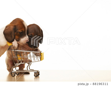 image of dog trolley white background image of dog trolley white background 88196311