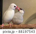 文鳥　仲良し 88197543