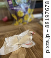 ご飯を食べてくつろぐ文鳥 88197678