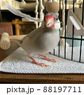 抜けた羽で遊ぶ文鳥 88197711