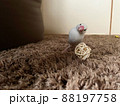 おもちゃを見つめる文鳥 88197758