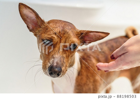 Basenji dog washing and grooming at home 88198503