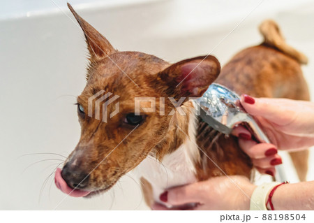 Basenji dog washing and grooming at home 88198504