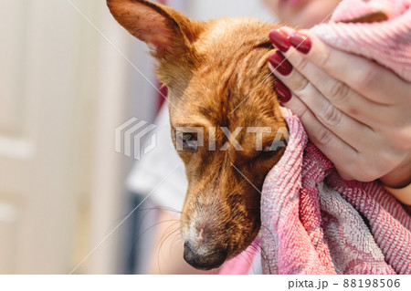 Basenji dog washing and grooming at home 88198506