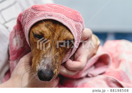 Basenji dog washing and grooming at home 88198508