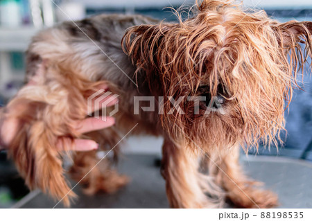 Basenji dog washing and grooming at home Basenji dog washing and grooming at home 88198535