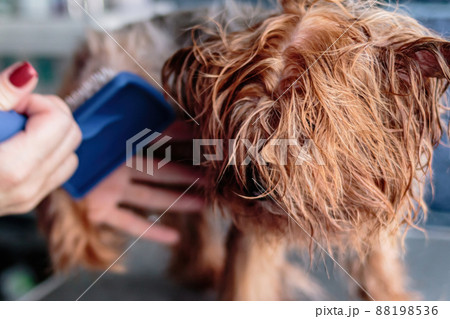 Basenji dog washing and grooming at home Basenji dog washing and grooming at home 88198536