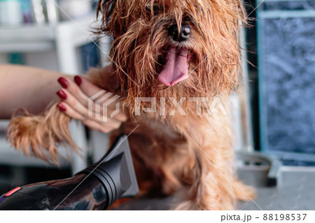 Basenji dog washing and grooming at home Basenji dog washing and grooming at home 88198537