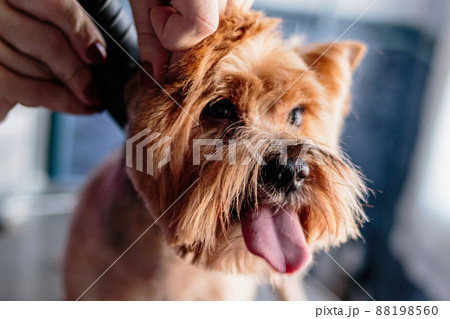 Basenji dog washing and grooming at home Basenji dog washing and grooming at home 88198560