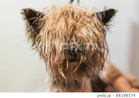 Basenji dog washing and grooming at home Basenji dog washing and grooming at home 88198574