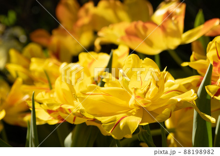 Yellow peony tulips in the sun. Close-up. Bright spring picture. Background, texture 88198982