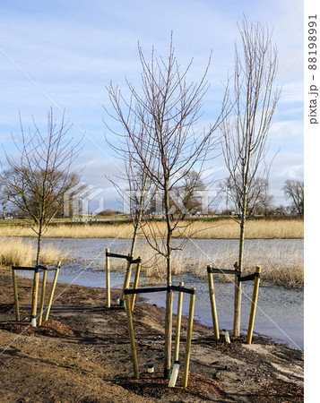 Newly planted trees at roadside with three stakes to support it, roots watering pipe 88198991